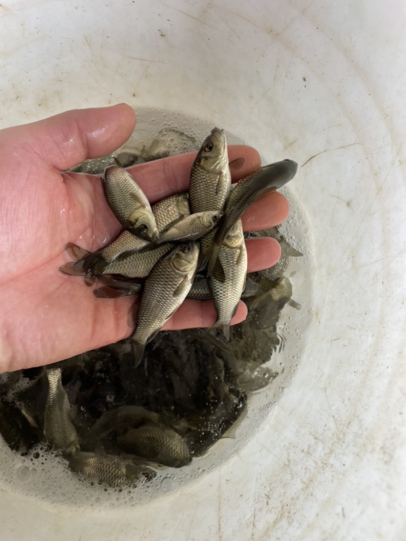 鲤鱼