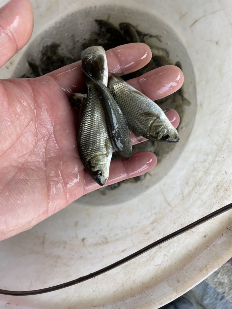 鲤鱼