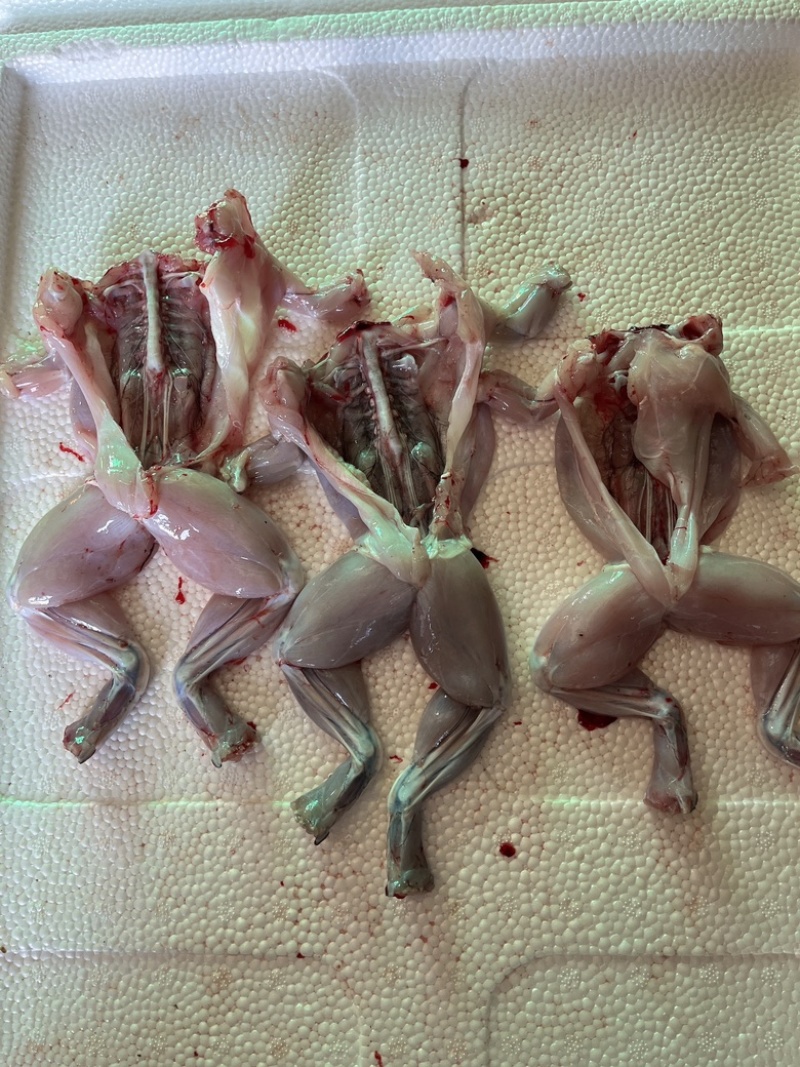 牛蛙肉，汕头牛蛙，产地货源，价格低，质量好，欢迎咨询