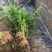 茶梅，自家苗圃种植，一手货源，量大从优
