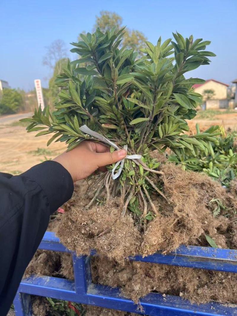茶梅，自家苗圃种植，一手货源，量大从优