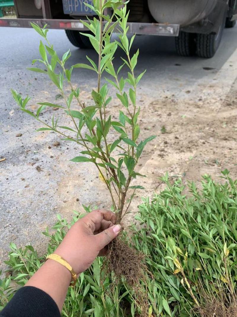 茶梅，自家苗圃种植，一手货源，量大从优