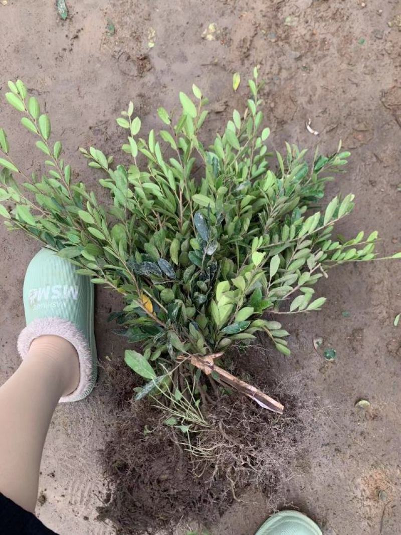茶梅，自家苗圃种植，一手货源，量大从优
