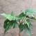 茶梅，自家苗圃种植，一手货源，量大从优