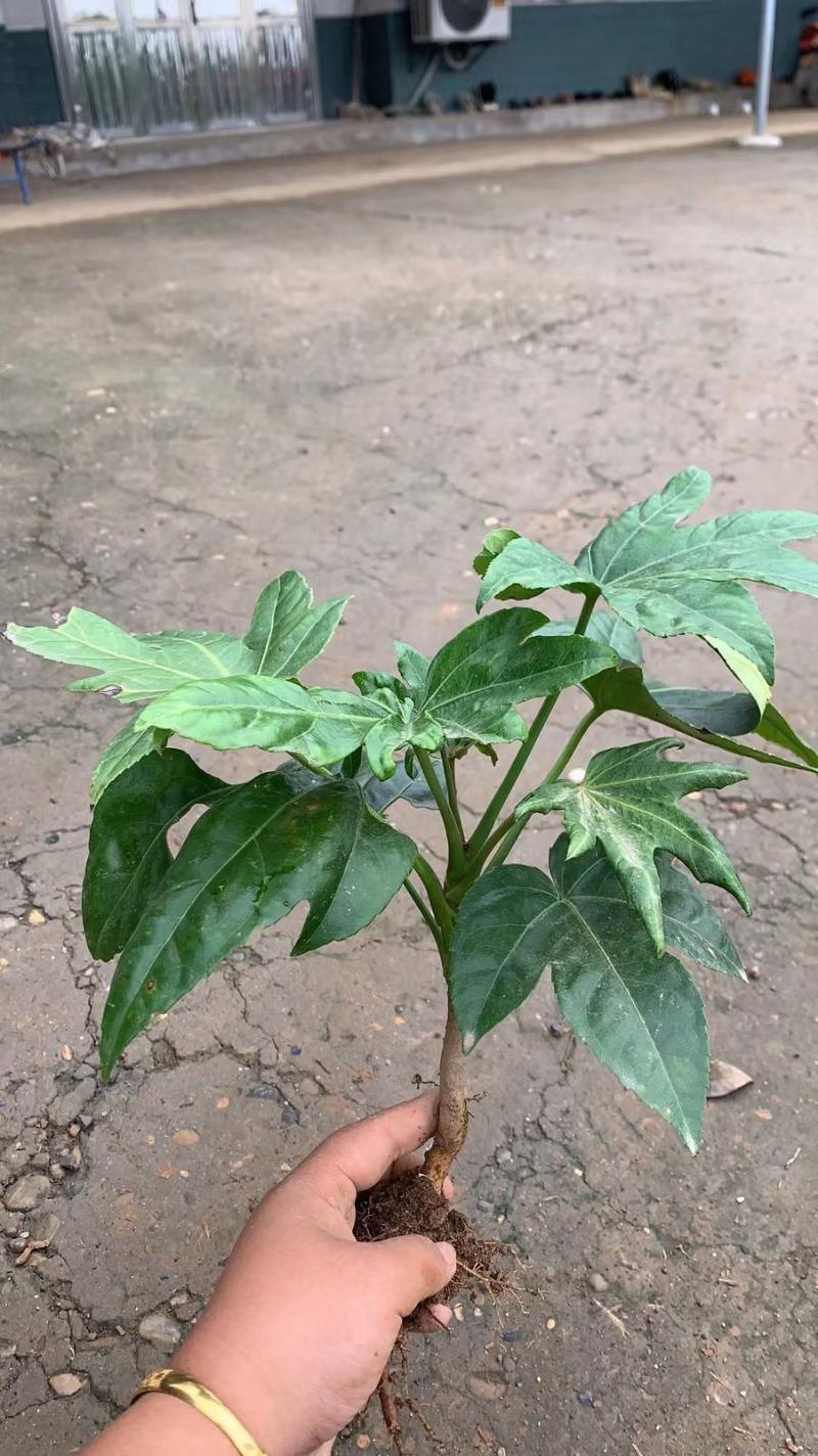 茶梅，自家苗圃种植，一手货源，量大从优