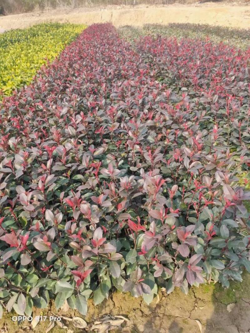 茶梅，自家苗圃种植，一手货源，量大从优