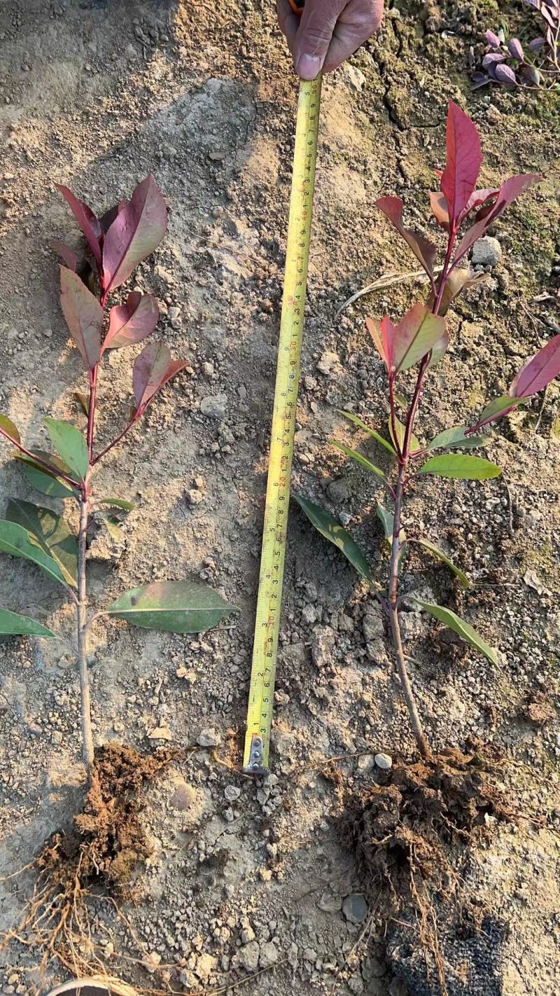 茶梅，自家苗圃种植，一手货源，量大从优