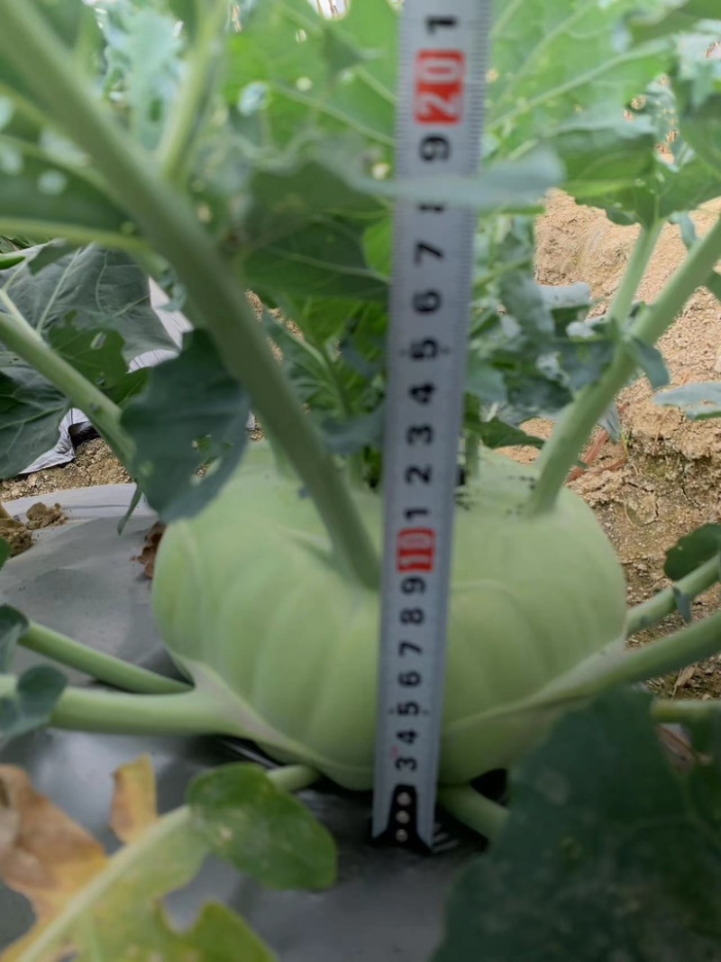 翠玉水果苤蓝种子，球形扁圆，抗病强，质优价廉