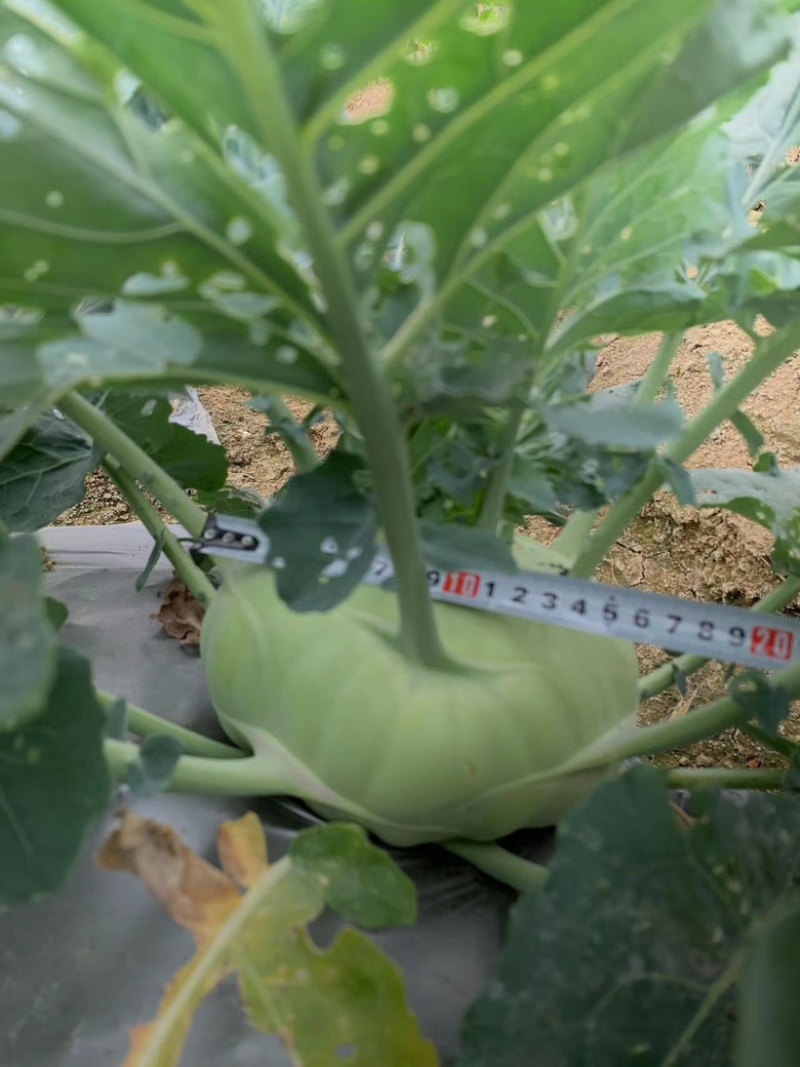 翠玉水果苤蓝种子，球形扁圆，抗病强，质优价廉