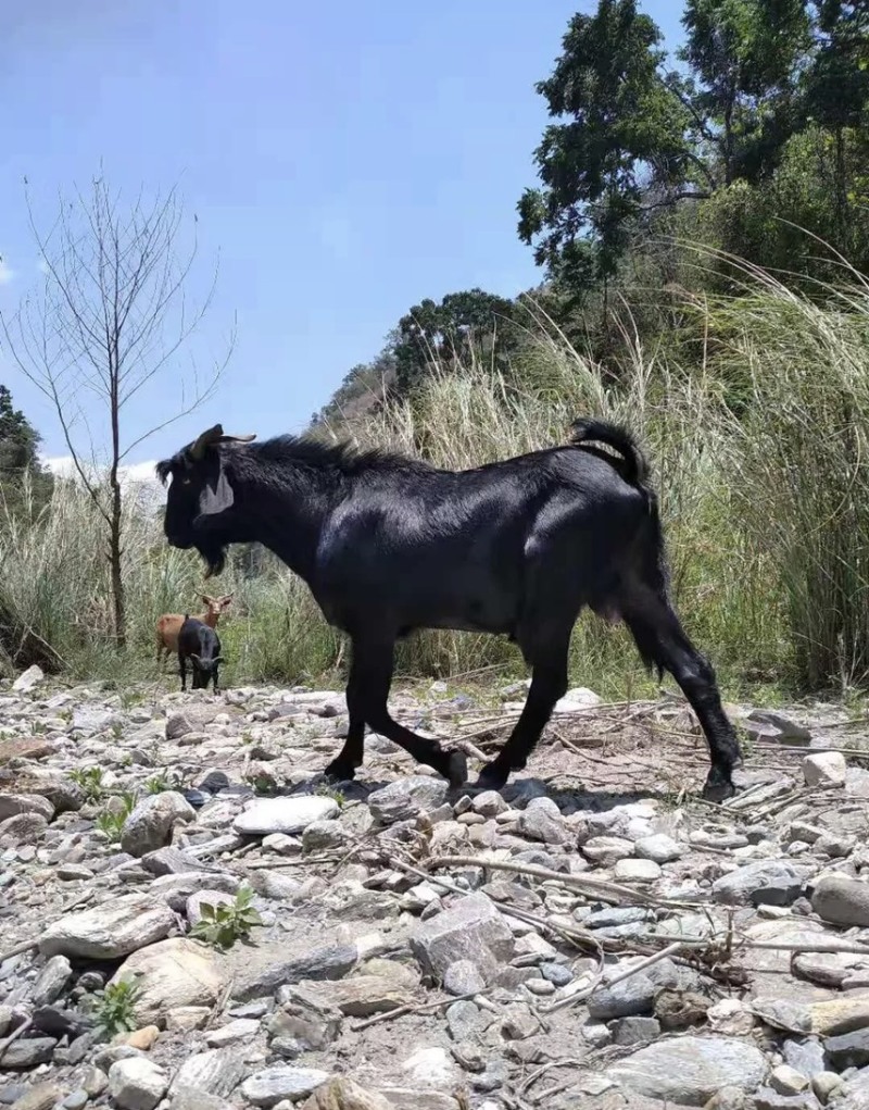 黑山羊羊羔种公羊怀孕母羊全国包邮发货货到付款一只发货羊羔