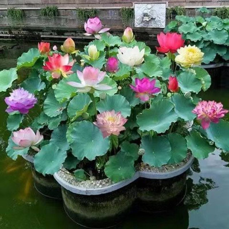 精品观赏荷花苗盆栽荷花苗食用观赏荷花湖南荷花苗池塘四季