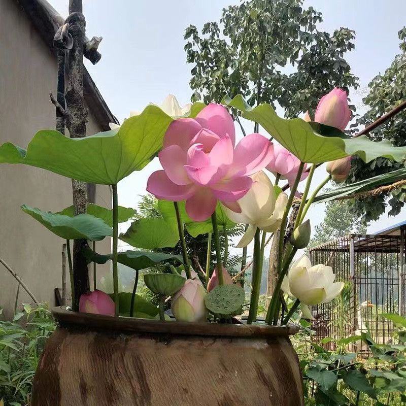 精品观赏荷花苗盆栽荷花苗食用观赏荷花湖南荷花苗池塘四季