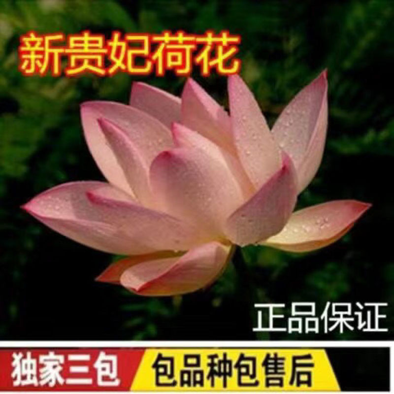 精品观赏荷花苗盆栽荷花苗食用观赏荷花湖南荷花苗池塘四季