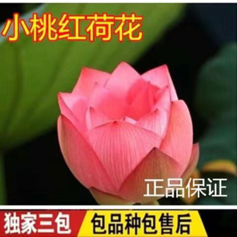 精品观赏荷花苗盆栽荷花苗食用观赏荷花湖南荷花苗池塘四季