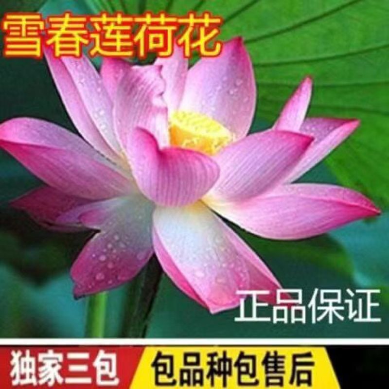 精品观赏荷花苗盆栽荷花苗食用观赏荷花湖南荷花苗池塘四季