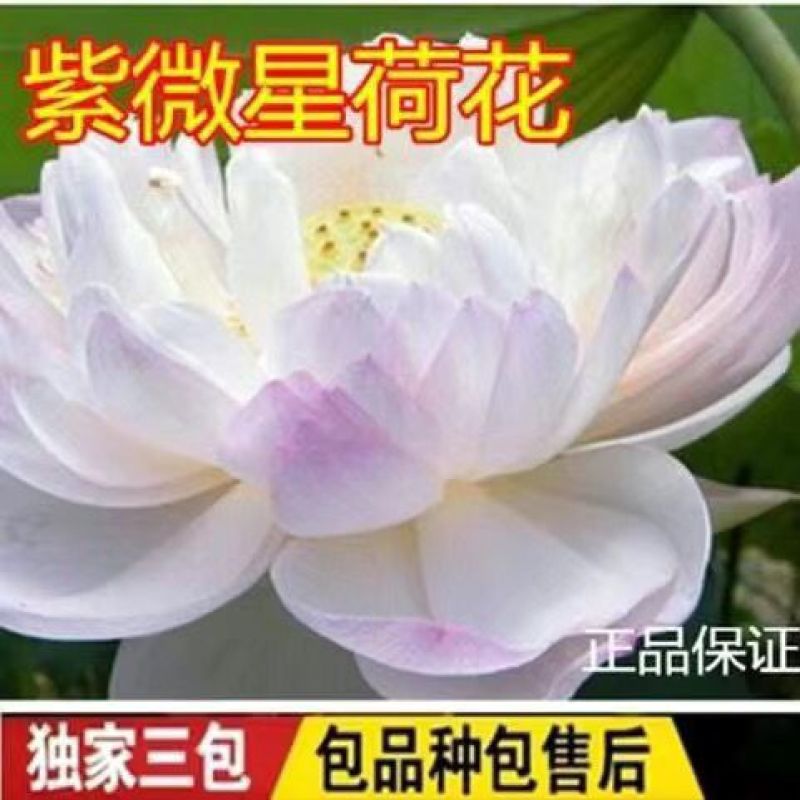 精品观赏荷花苗盆栽荷花苗食用观赏荷花湖南荷花苗池塘四季