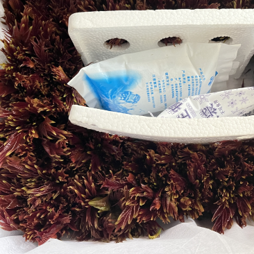 大竹县红油香椿