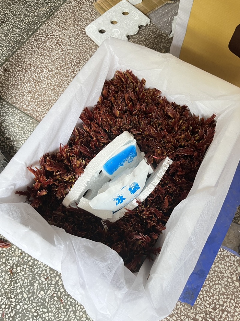大竹县红油香椿