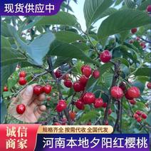 【夕阳红樱桃】河南内乡露天樱桃大量上市，货源充足价格