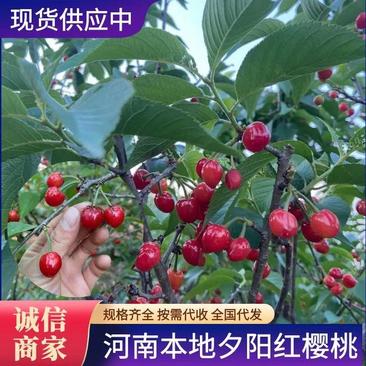 【夕阳红樱桃】河南内乡露天樱桃大量上市，货源充足价格优惠