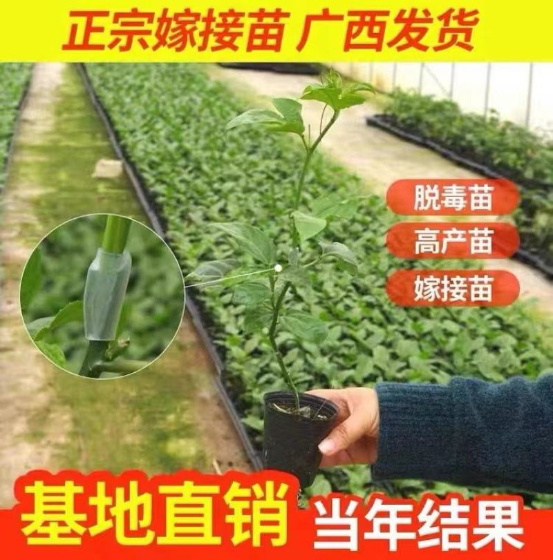 高产量百香果种苗钦蜜九号