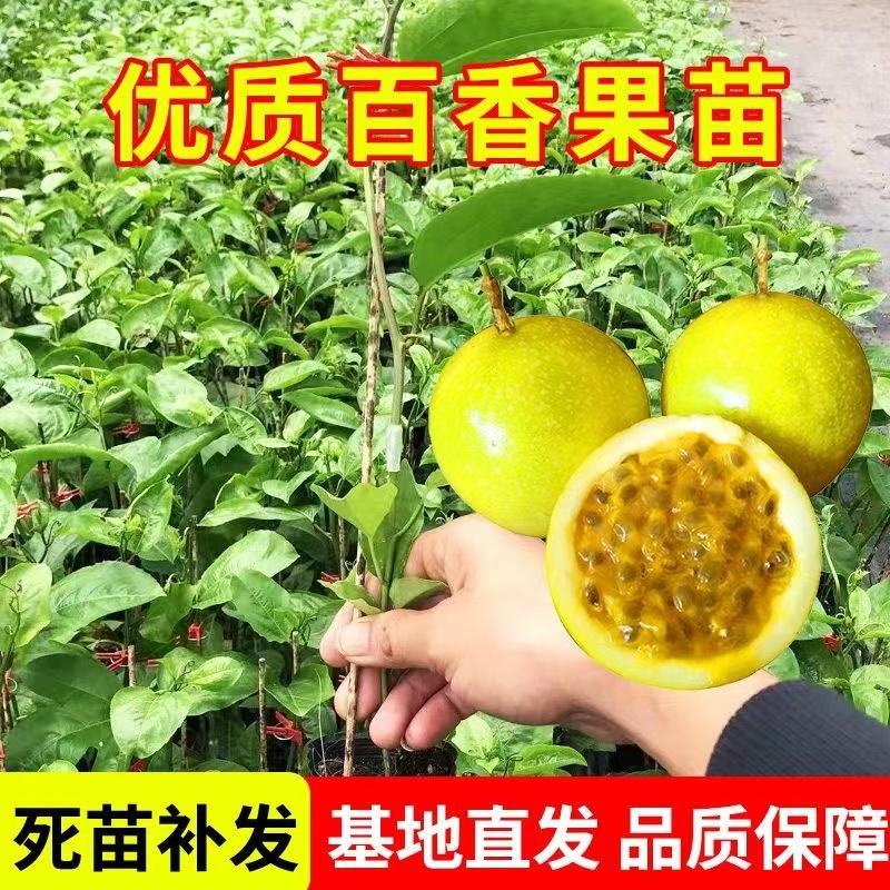 高产量百香果种苗钦蜜九号