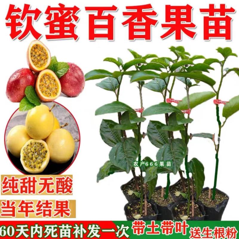 高产量百香果种苗钦蜜九号