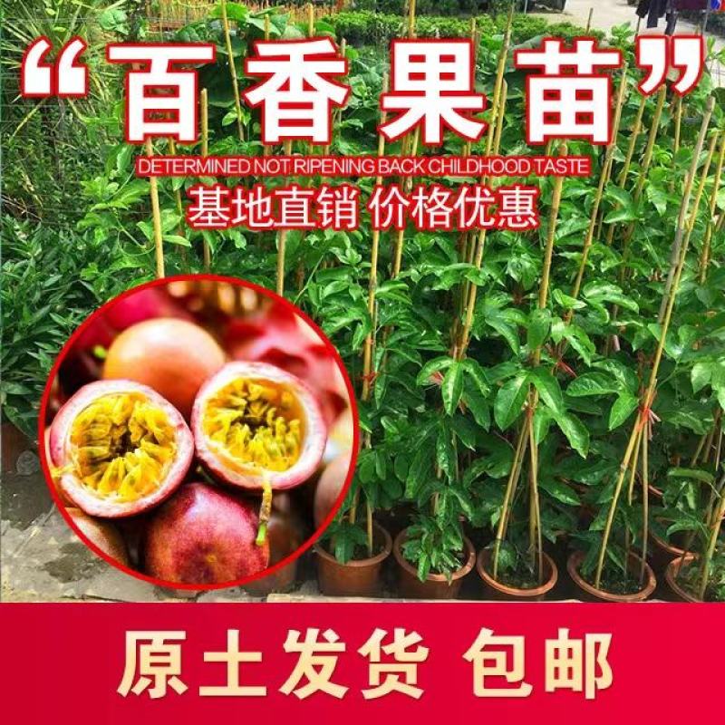 高产量百香果种苗钦蜜九号