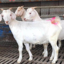 白山羊羊羔美国白山羊怀孕母羊种公羊货到付款买五送一羊羔羊