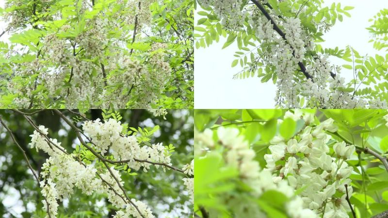 新鲜洋槐花，榆钱，够棒，香椿叶！当天采摘，鲜货现发！