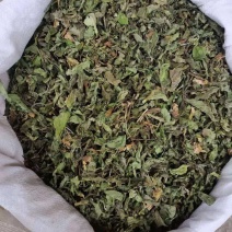 批发现货薄荷薄荷杆草药大全香包驱蚊包原料大货