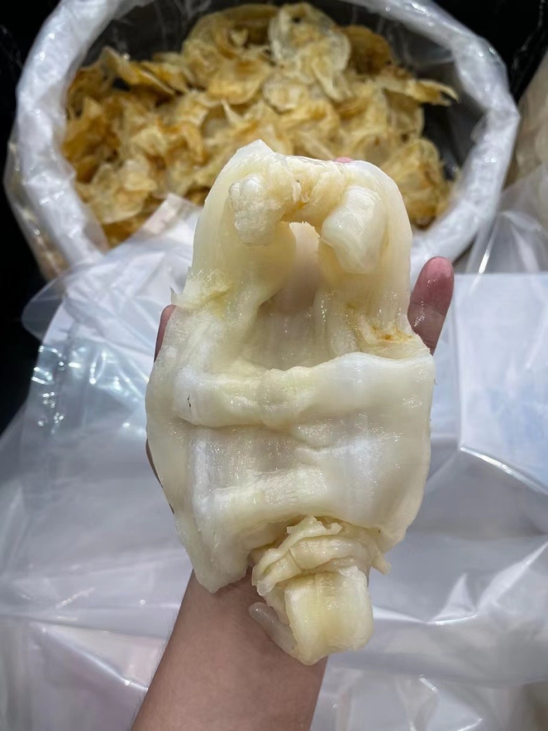 12头白鳘赤嘴鳘鱼胶