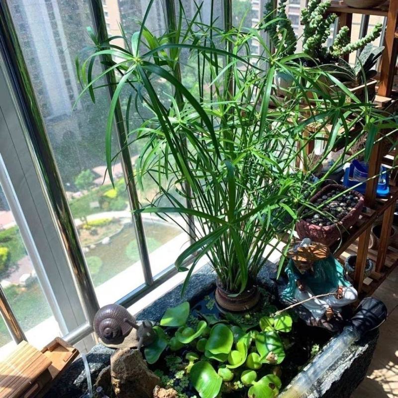 水竹风车草【池中假山或园中河边，水旱都可栽，抗性特强】