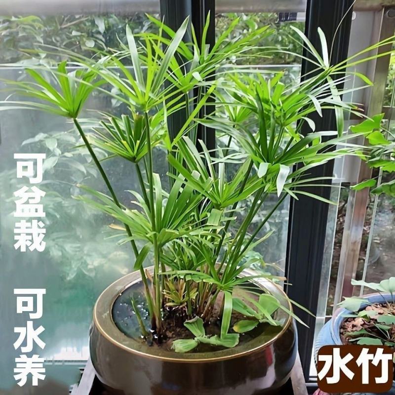 水竹风车草【池中假山或园中河边，水旱都可栽，抗性特强】