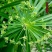 水竹风车草【池中假山或园中河边，水旱都可栽，抗性特强】