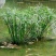 水竹风车草【池中假山或园中河边，水旱都可栽，抗性特强】