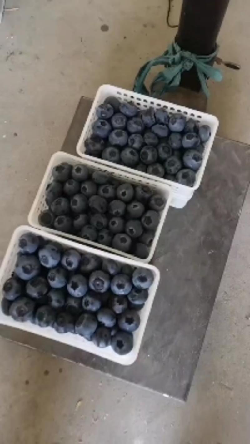 蓝莓现已大量出货，按质量规格论价，代办一切手续