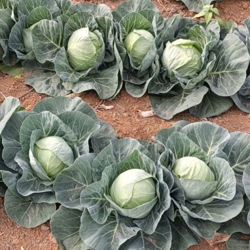 广西铁头包菜品质保证诚信经营欢迎老板联系接商超市场电商