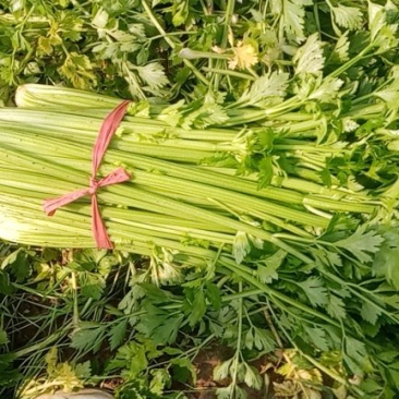 河南商丘柘城董庄芹菜基地，常年种植西芹芹菜，