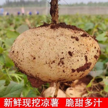 广东徐闻豆薯，一手货源，又脆又甜，现挖现发，欢迎采购