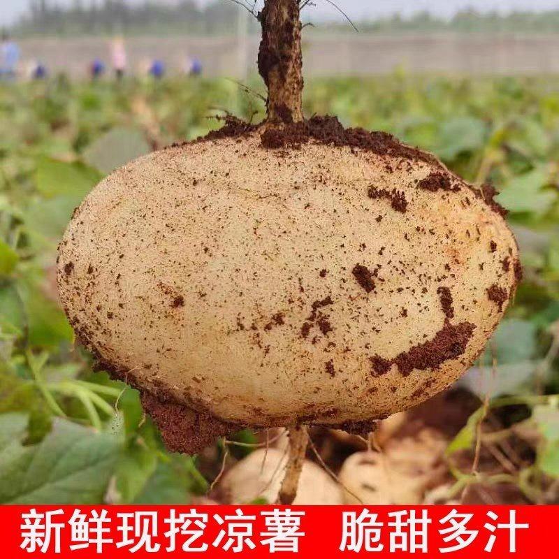 广东徐闻豆薯，一手货源，又脆又甜，现挖现发，欢迎采购