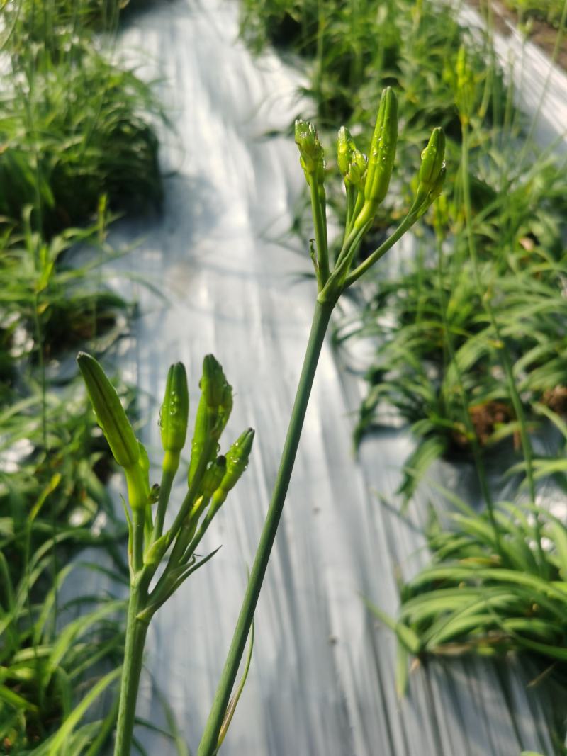 精品黄花菜大量上市诚信经营一手货源品质保证欢迎来电采购