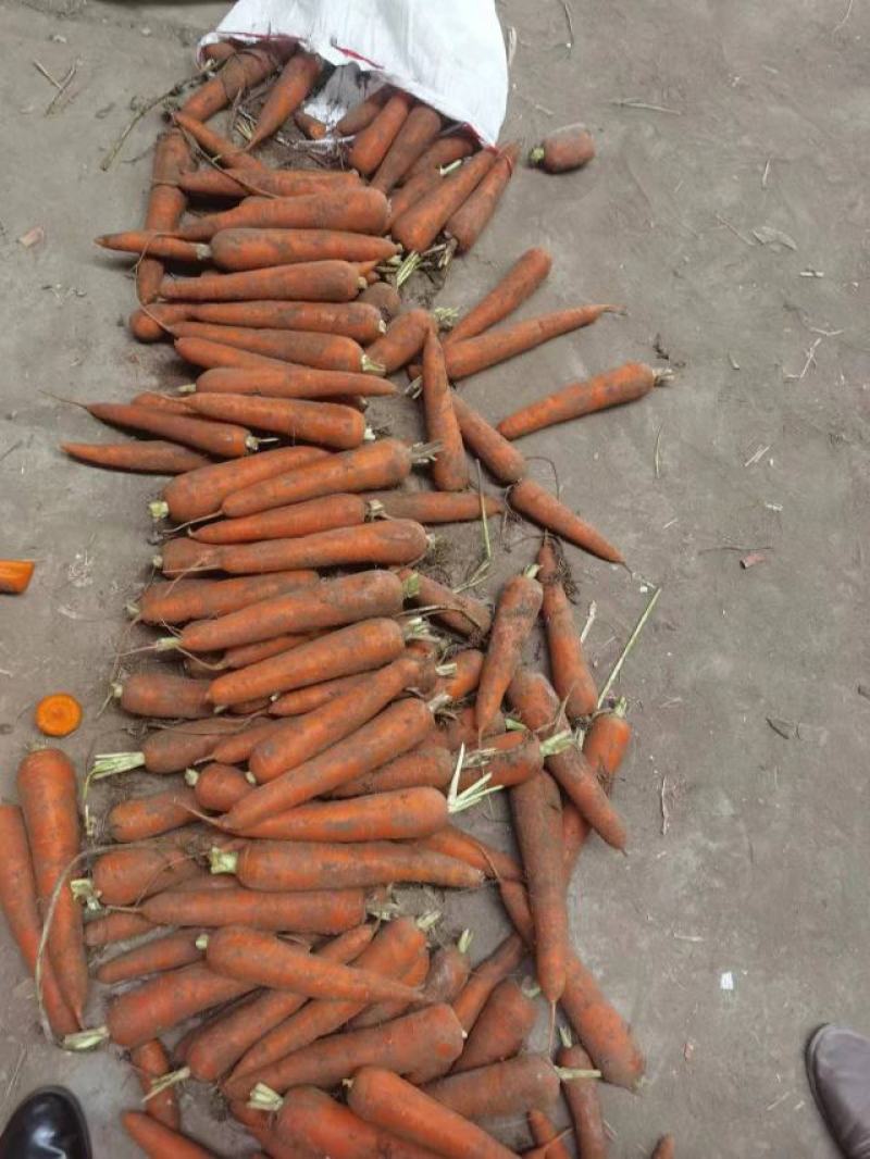 带英胡萝卜电商胡萝卜，土萝卜，带泥胡萝卜北京包