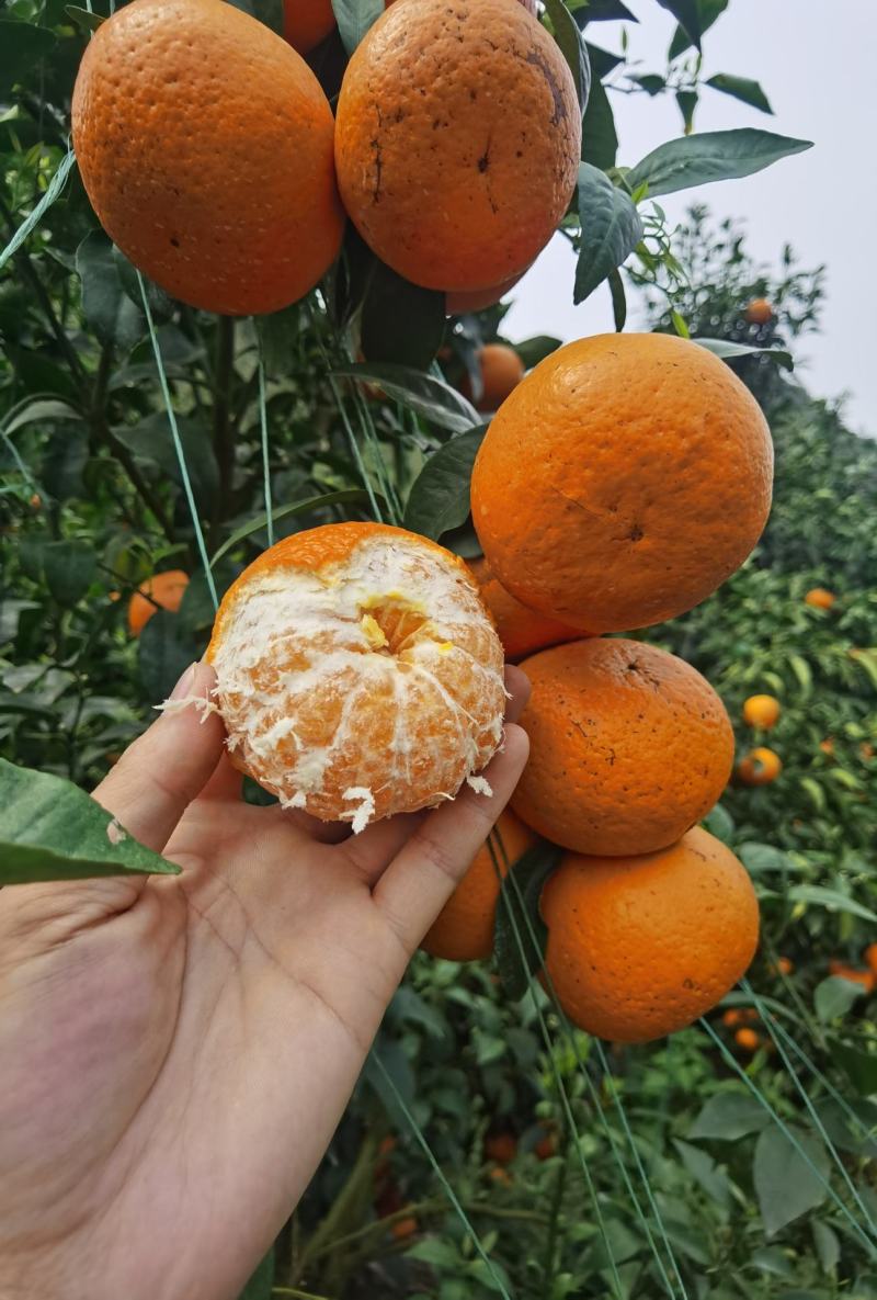 广西沃柑大量供应，全国整车发货，价格便宜，质量保证，欢迎