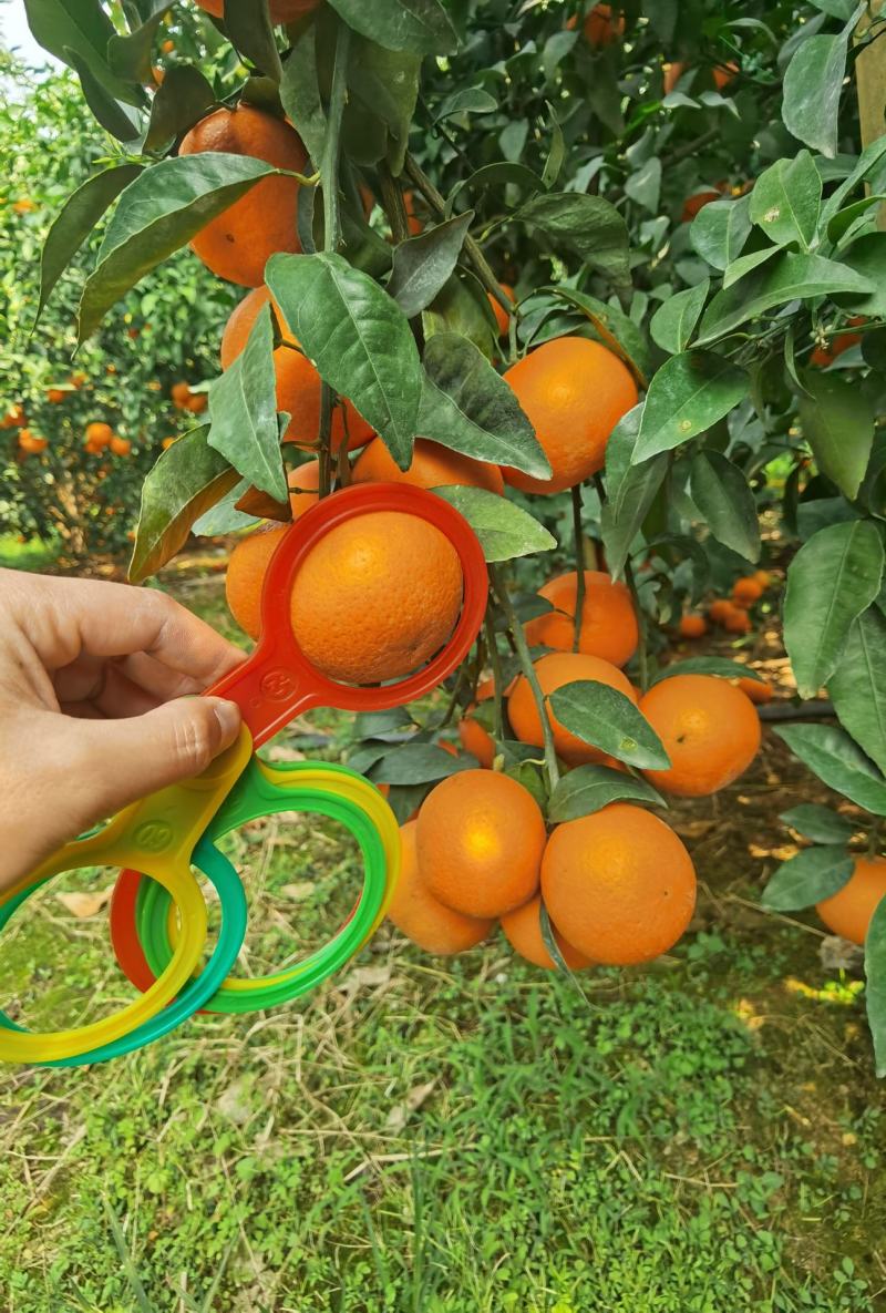 广西沃柑大量供应，全国整车发货，价格便宜，质量保证，欢迎