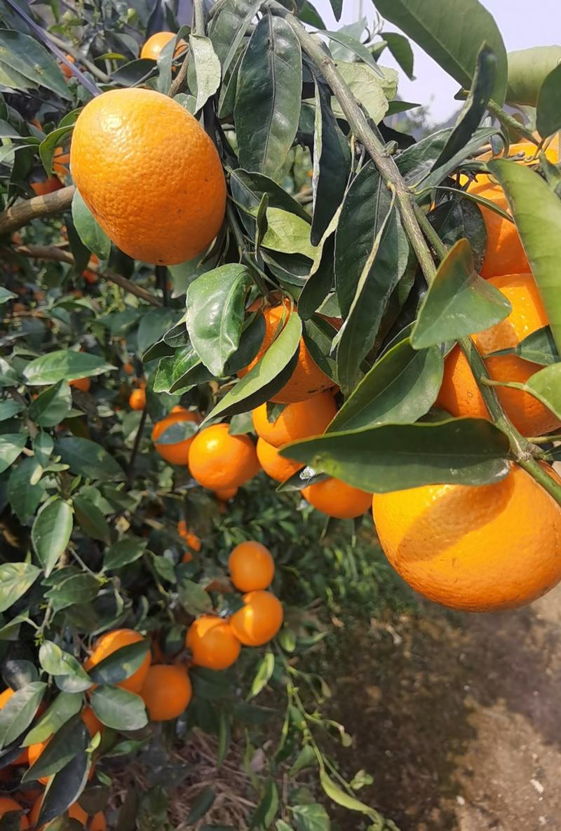 广西沃柑大量供应，全国整车发货，价格便宜，质量保证，欢迎