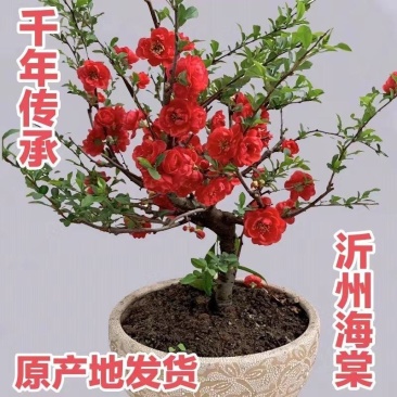 海棠盆景批发长寿冠海棠花盆栽老桩长寿冠海棠盆景耐寒耐热