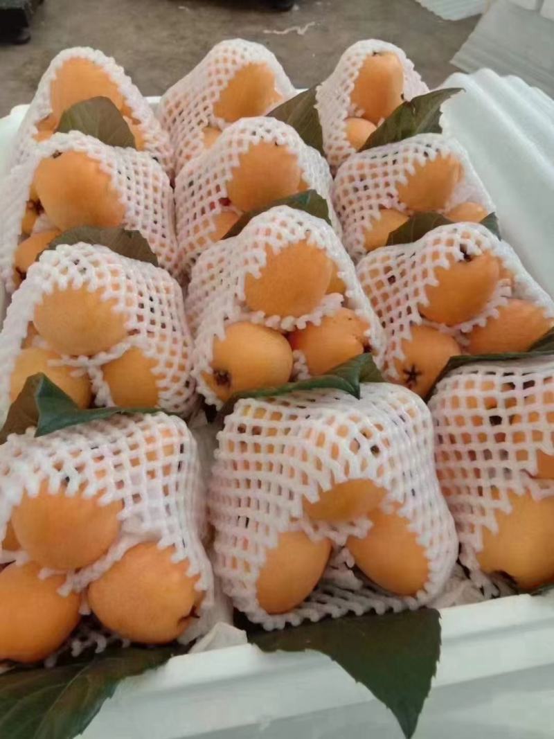 云南高原蒙自枇杷
