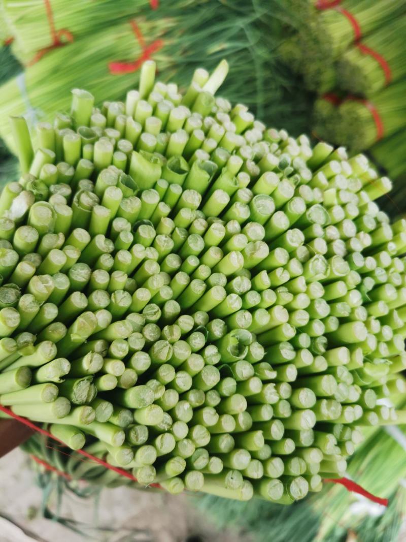 河南蒜薹红帽蒜苔，精品蒜苔电商蒜苔小把蒜苔基地货