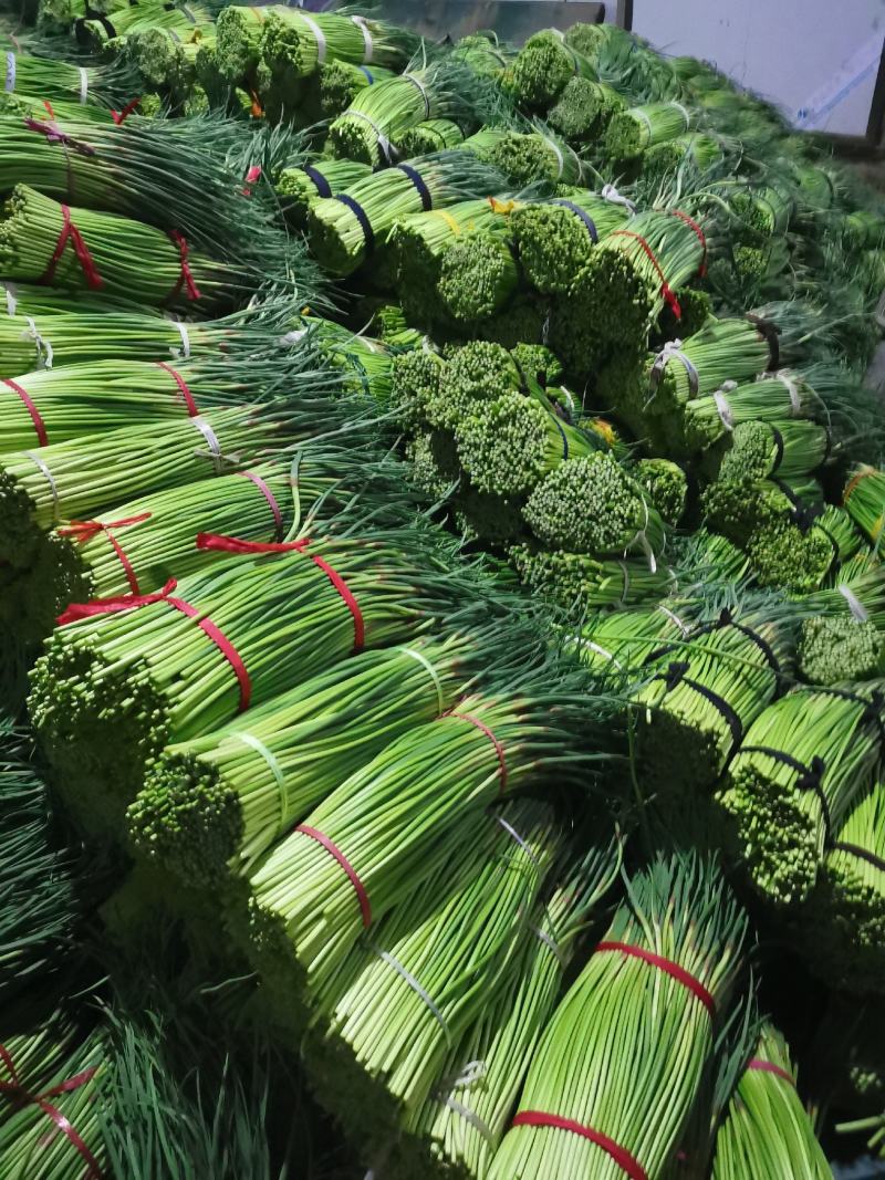 河南蒜薹红帽蒜苔，精品蒜苔电商蒜苔小把蒜苔基地货